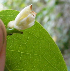 Lagetta lagetto