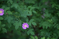 Rosa pisocarpa