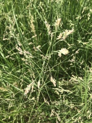 Poa subfastigiata