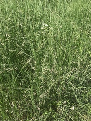 Poa subfastigiata