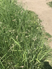 Poa subfastigiata