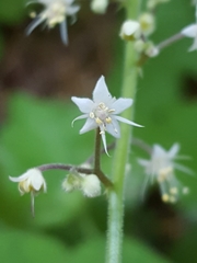 Tiarella trifoliata trifoliata