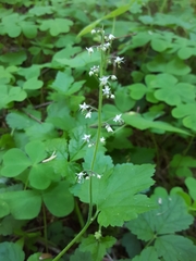 Tiarella trifoliata trifoliata