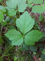 Tiarella trifoliata trifoliata