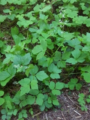 Tiarella trifoliata trifoliata