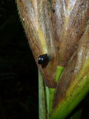 Pleiostachya pruinosa