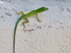 Anolis chlorodius