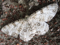 Ophthalmitis albosignaria