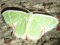 Comibaena nigromacularia