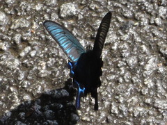 Papilio dehaanii