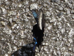 Papilio dehaanii