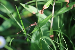 Lestes rectangularis