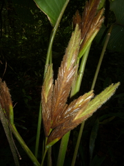 Pleiostachya pruinosa