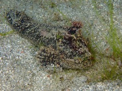 Paraploactis kagoshimensis