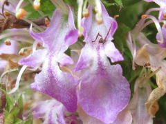 Teucrium japonicum
