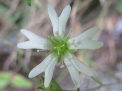 Silene seoulensis