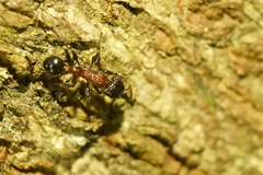 Dilobocondyla fouqueti