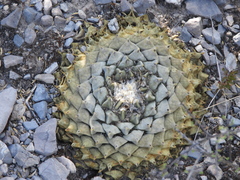 Ariocarpus retusus retusus