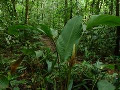 Pleiostachya pruinosa