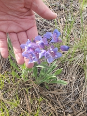 Penstemon glaber