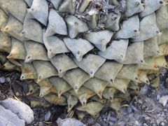 Ariocarpus retusus retusus