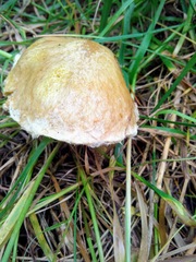Suillus sibiricus