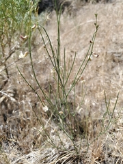 Astragalus convallarius
