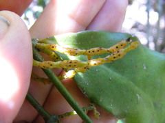 Phoradendron piperoides