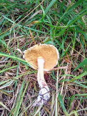 Suillus sibiricus