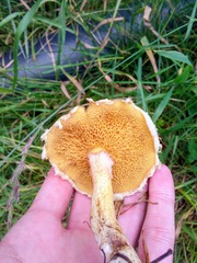 Suillus sibiricus
