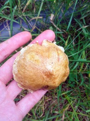 Suillus sibiricus
