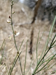 Astragalus convallarius
