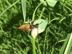 Lepturobosca chrysocoma