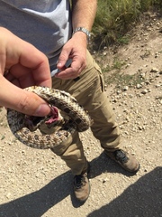 Heterodon nasicus