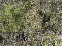 Lindleya mespiloides