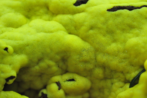 Šakotasis gleivukas nuotrauka