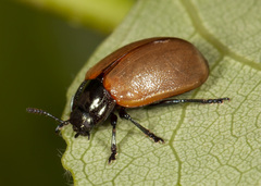 Chrysomela crotchi