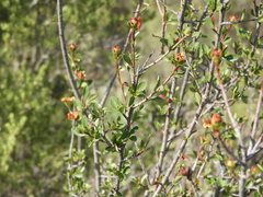 Lindleya mespiloides