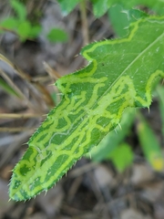 Phytomyza syngenesiae group