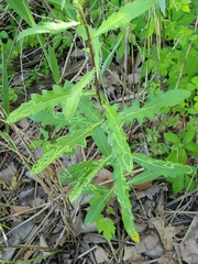 Phytomyza syngenesiae group