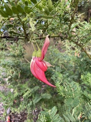 Clianthus
