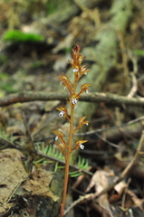 Corallorhiza maculata occidentalis