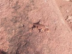 Uta stansburiana uniformis