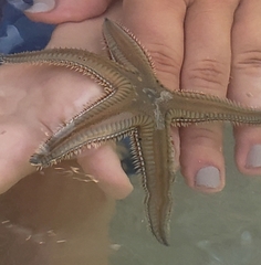 Astropecten duplicatus