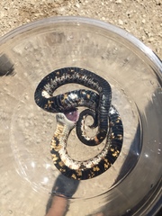 Heterodon nasicus
