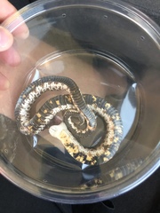 Heterodon nasicus