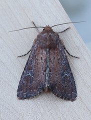 Apamea scoparia