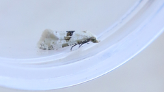 Platphalonidia