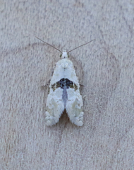 Platphalonidia