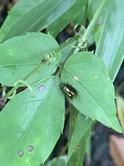 Plagiosterna formosana